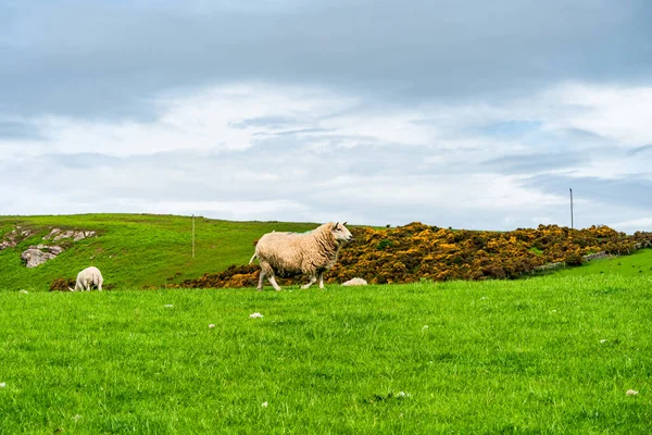 Owce Farmie Northumberland Wielka Brytania Skupienie Selektywne — Zdjęcie stockowe