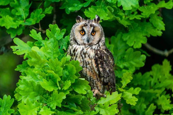 Long Eared Owl Asio Otus Also Known Lesser Horned Owl — Stock Photo, Image