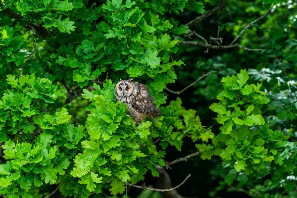 Hibou Des Marais Asio Otus Également Connu Sous Nom Petit — Photo