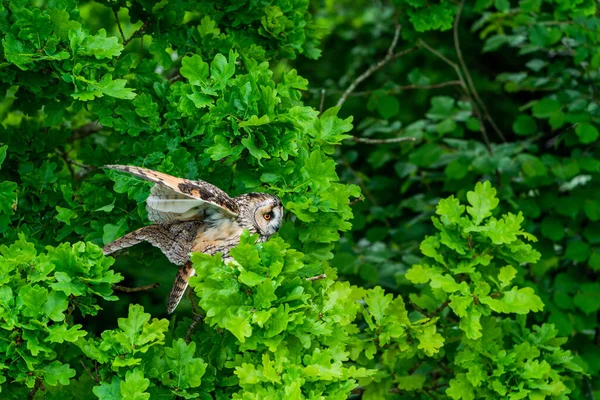 Gufo Dalle Orecchie Lunghe Asio Otus Noto Anche Come Gufo — Foto Stock