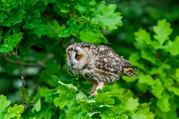 Búho Orejas Largas Asio Otus También Conocido Como Búho Cuernos —  Fotos de Stock