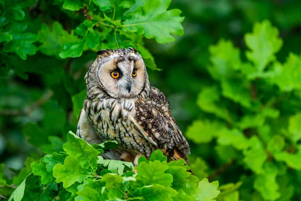 Hibou Des Marais Asio Otus Également Connu Sous Nom Petit — Photo