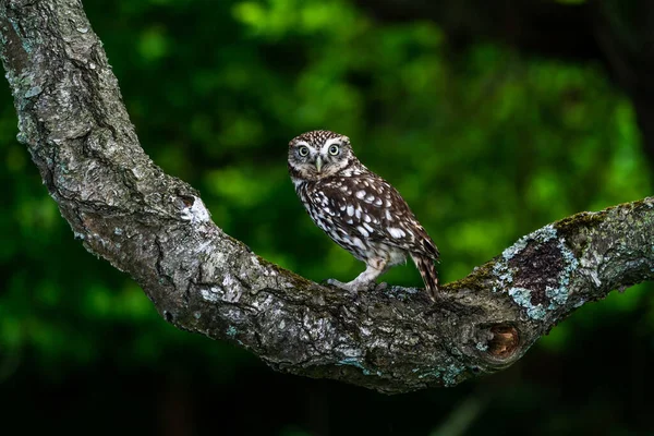 Little Owl Athene Noctua Also Known Owl Athena Tree Branch — Stock Photo, Image