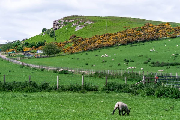 Vista Del Campo Con Ovejas Pastando Northumberland Rural Reino Unido — Foto de Stock