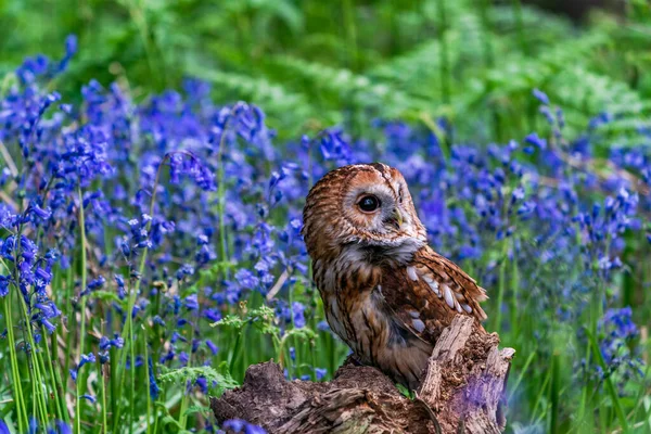 Tawny Coruja Strix Aluco Coruja Marrom Empoleirado Toco Madeira Entre — Fotografia de Stock