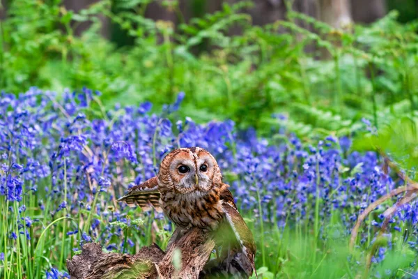 Tawny Owl Strix Aluco Sau Bufniță Maro Cocoțat Ciocan Lemn — Fotografie, imagine de stoc