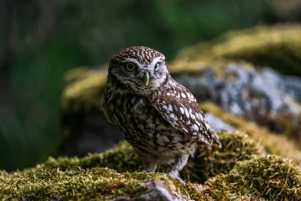 Μικρή Κουκουβάγια Athene Noctua Επίσης Γνωστή Κουκουβάγια Της Αθηνάς — Φωτογραφία Αρχείου