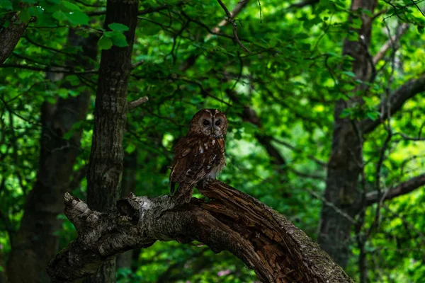 Tawny Baykuşu Strix Aluco Bir Ağaca Tünemiş Kahverengi Baykuş — Stok fotoğraf