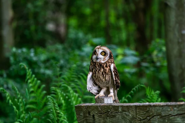 Short Eared Owl Asio Flammeus Perched Fence — Stock Photo, Image