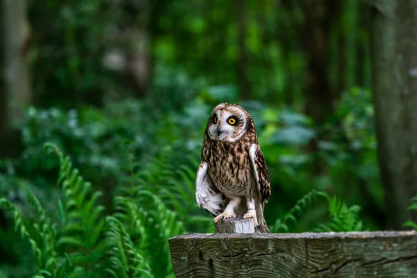 Hibou Des Marais Asio Flammeus Perché Sur Une Clôture — Photo