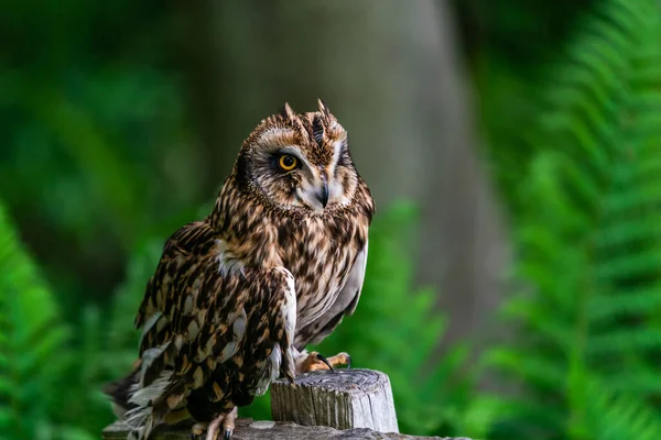 Kurzohr Eule Asio Flammeus Hockt Auf Einem Holzzaun — Stockfoto