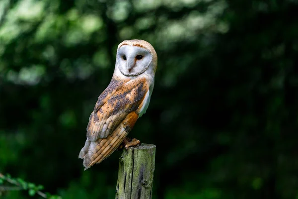 Coruja Celeiro Tyto Alba Empoleirada Poste Madeira — Fotografia de Stock