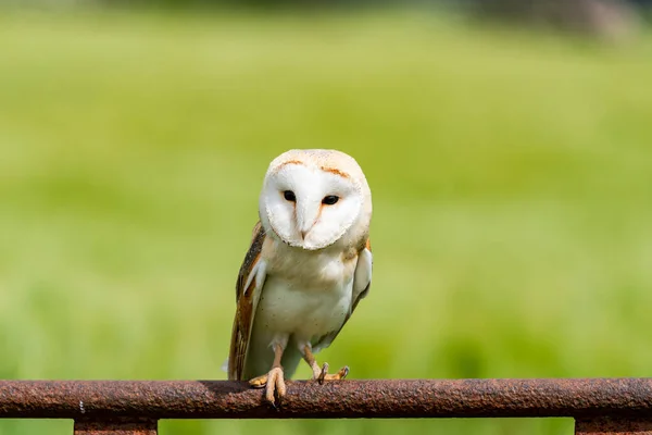 Barn Owl Tyto Alba Encaramado Una Vieja Puerta Hierro Oxidado —  Fotos de Stock