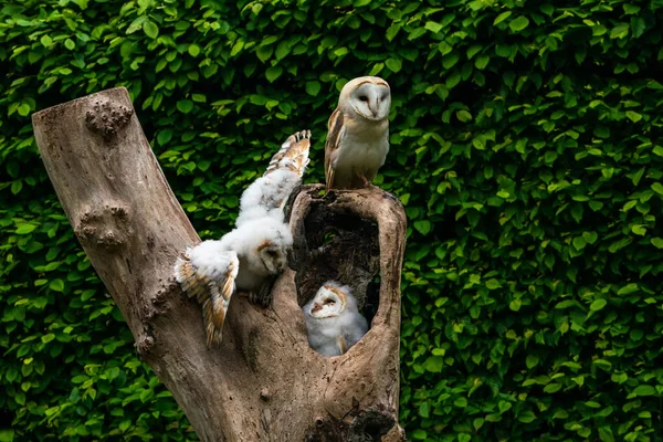Bir Yetişkin Iki Civcivle Tyto Alba Bir Ağaç Gövdesine Tünemiş — Stok fotoğraf
