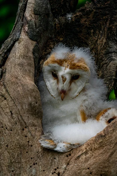 Pintainho Coruja Celeiro Tyto Alba Oco Tronco Árvore — Fotografia de Stock