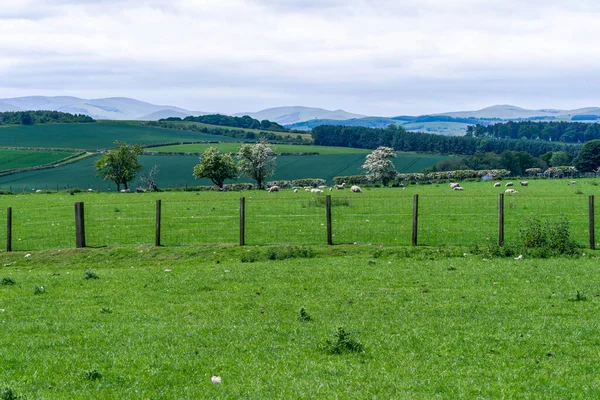 Northumberland Ngiltere Kırsalında Otlayan Koyunlarla Kırsal Alan Manzarası Stok Fotoğraf