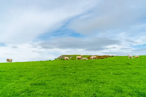 Schapen Grazen Een Boerderij Het Platteland Van Northumberland — Stockfoto