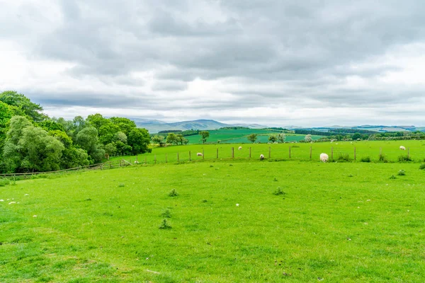 Får Som Betar Gård Northumberland Förenade Kungariket — Stockfoto