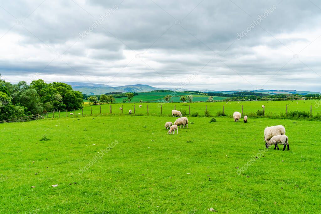 Sheep grazing on a farm in rural Northumberland, UK