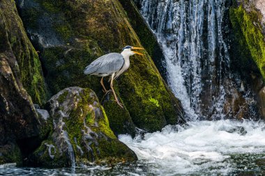 Gri balıkçıl (Ardea cinerea), Galler 'in Betws-y-Coed kentindeki Conwy Nehri' nde balık avlıyor..