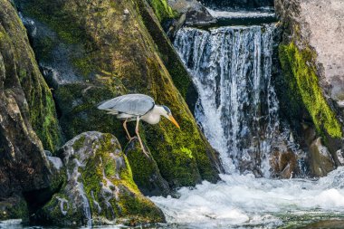 Gri balıkçıl (Ardea cinerea), Galler 'in Betws-y-Coed kentindeki Conwy Nehri' nde balık avlıyor..