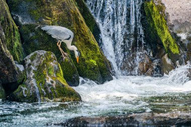 Gri balıkçıl (Ardea cinerea), Galler 'in Betws-y-Coed kentindeki Conwy Nehri' nde balık avlıyor..