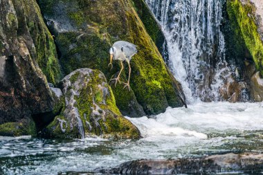 Gri balıkçıl (Ardea cinerea), Galler 'in Betws-y-Coed kentindeki Conwy Nehri' nde balık avlıyor..