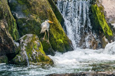 Gri balıkçıl (Ardea cinerea), Galler 'in Betws-y-Coed kentindeki Conwy Nehri' nde balık avlıyor..