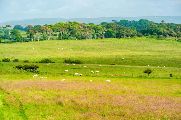 Pecore Pascolo Campo Vista Della Campagna Nel Pembrokshire Rurale Galles — Foto Stock