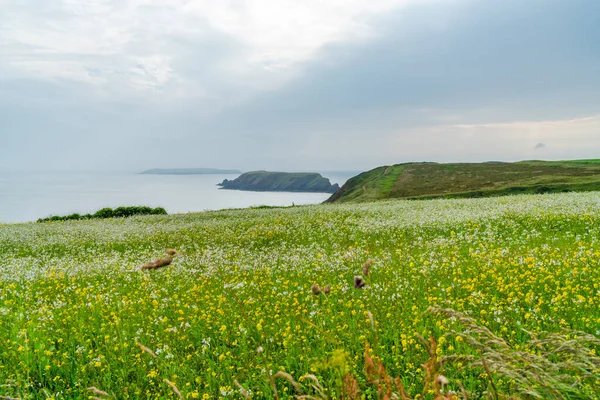 Άποψη Της Υπαίθρου Στο Αγροτικό Pembrokshire Κοντά Στο Marloes Ουαλία — Φωτογραφία Αρχείου