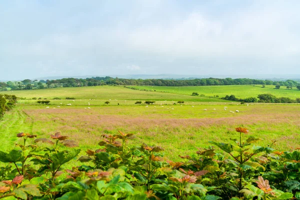 Veduta Della Bellissima Campagna Rurale Del Pembrokshire Galles — Foto Stock