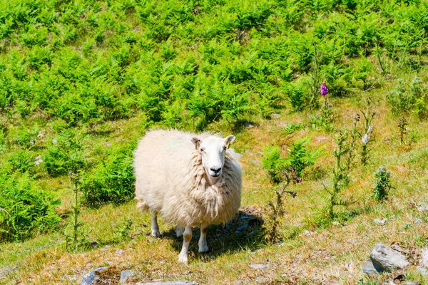 Овцы Пасутся Поле Сельской Местности Уэльса Долине Элан Поуис Уэльс — стоковое фото