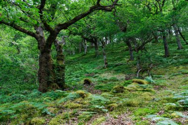 Elan Vadisi, Powys, Galler 'deki Rhayader çevresindeki ormanda doğa yürüyüşü.