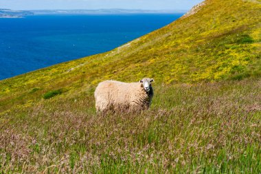 Llandudno, Galler 'de Büyük Orme burnundaki koyunlar