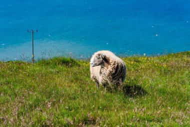 Llandudno, Galler 'de Büyük Orme burnundaki koyunlar