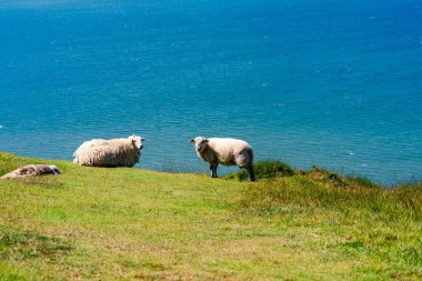 Llandudno, Galler 'de Büyük Orme burnundaki koyunlar