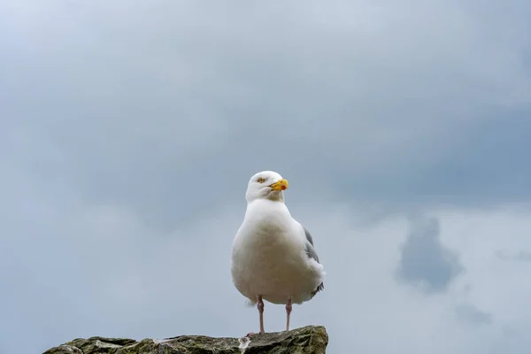 Möwe Steht Auf Einer Steinmauer Vor Bedecktem Himmel — Stockfoto