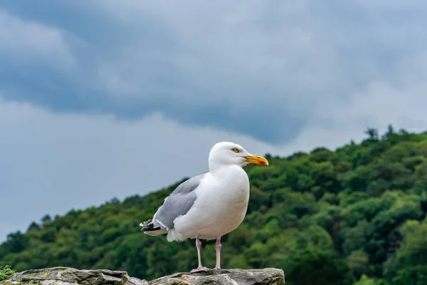 Gaviota Pie Sobre Muro Piedra —  Fotos de Stock