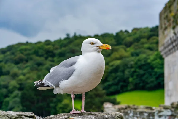 Gaviota Pie Sobre Muro Piedra —  Fotos de Stock