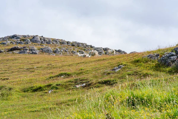 Cabras Great Orme Llandudno País Gales Foco Seletivo — Fotografia de Stock