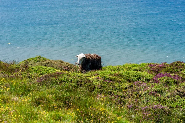 Ovelhas Great Orme Promontório Llandudno País Gales — Fotografia de Stock