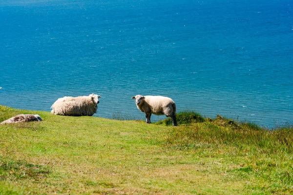 Schapen Landtong Van Great Orme Llandudno Wales — Stockfoto