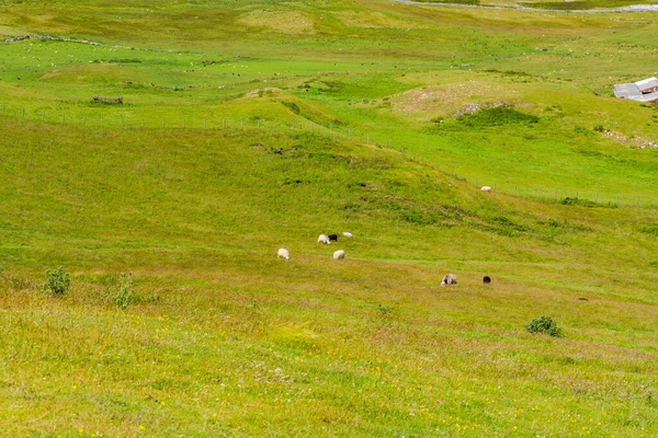 Krajina Great Orme Ovcemi Pasoucími Farmě Llandudno Wales — Stock fotografie