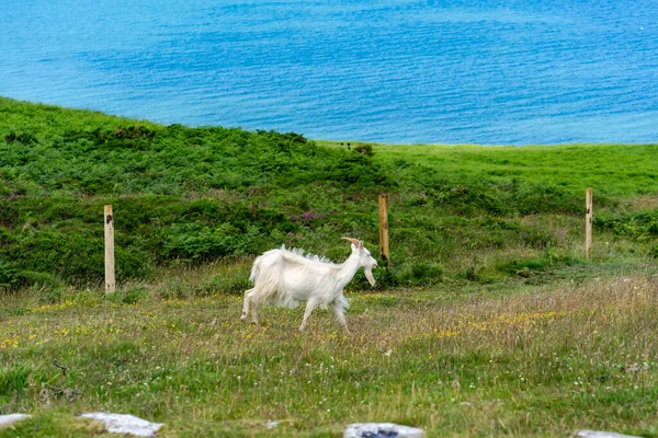 Uma Cabra Great Orme Llandudno País Gales Foco Seletivo — Fotografia de Stock