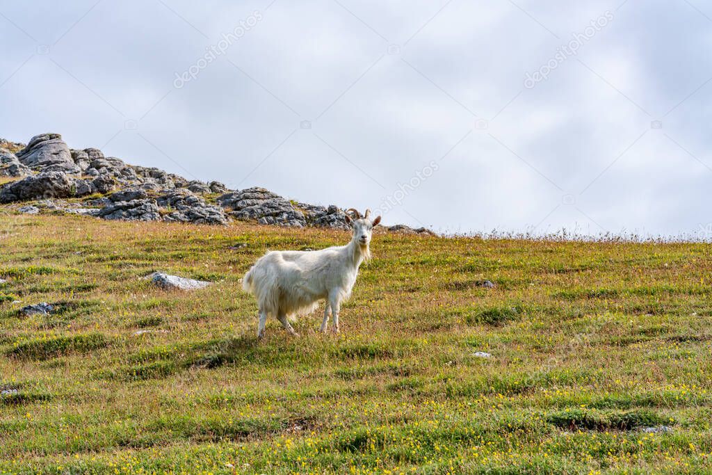 A goat on Great Orme, Llandudno, Wales. Selective focus