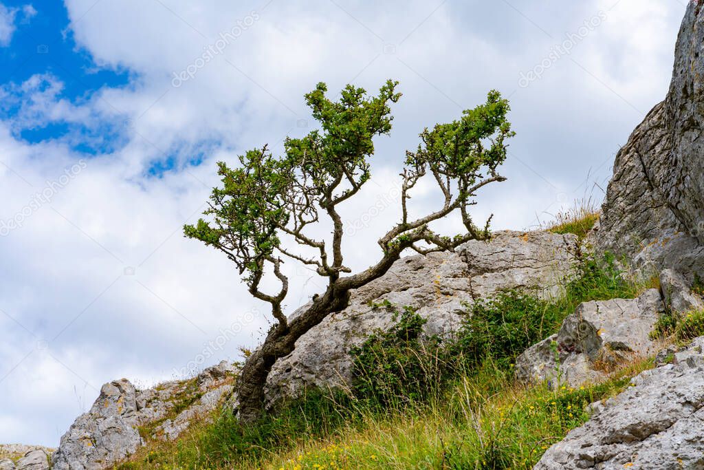 A lone tree on Great Orme headland in Llandudno, Wales