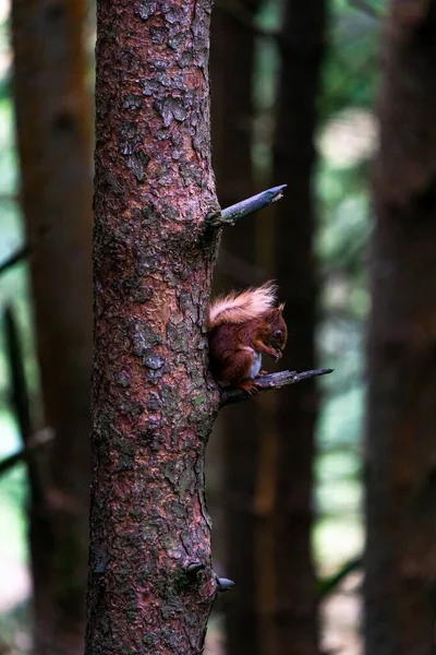 Veverița Roșie Sciurus Vulgaris Copac Din Yorkshire Dales Marea Britanie — Fotografie, imagine de stoc