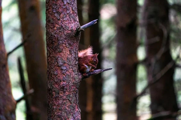 Red Squirrel Sciurus Vulgaris Egy Fán Yorkshire Dales Egyesült Királyság — Stock Fotó