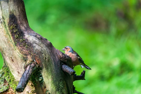 Chaffinch Comun Coelebs Fringilla Ramură Copac Într Pădure Focalizare Selectivă — Fotografie, imagine de stoc