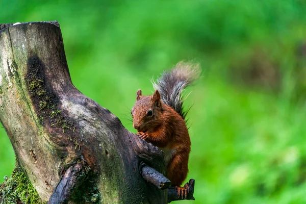 Красная Белка Sciurus Vulgaris Йоркшир Дейлс Великобритания Выборочный Подход — стоковое фото